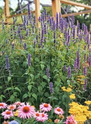 Kłosowiec 'Black Adder' (Agastache x hybrida) 